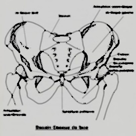 Champ lexical pubis