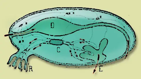 Champ lexical modèles