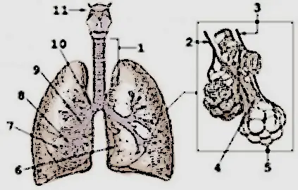 Champ lexical poumons