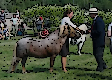 Champ lexical poneys