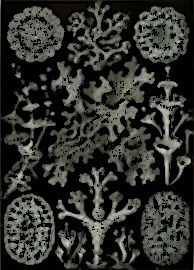 Champ lexical lichens