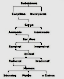 Champ lexical classification