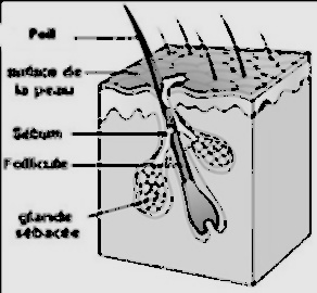 Champ lexical poil