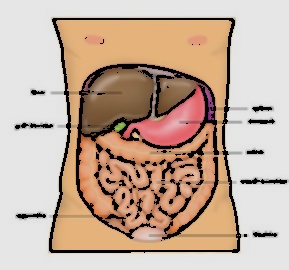 Champ lexical abdomen