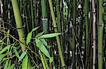Champ lexical bambou
