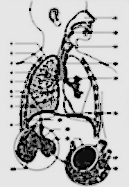 Champ lexical larynx